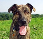 Tennessee Treeing Brindle dog face