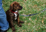 Tennessee Treeing Brindle near the owner