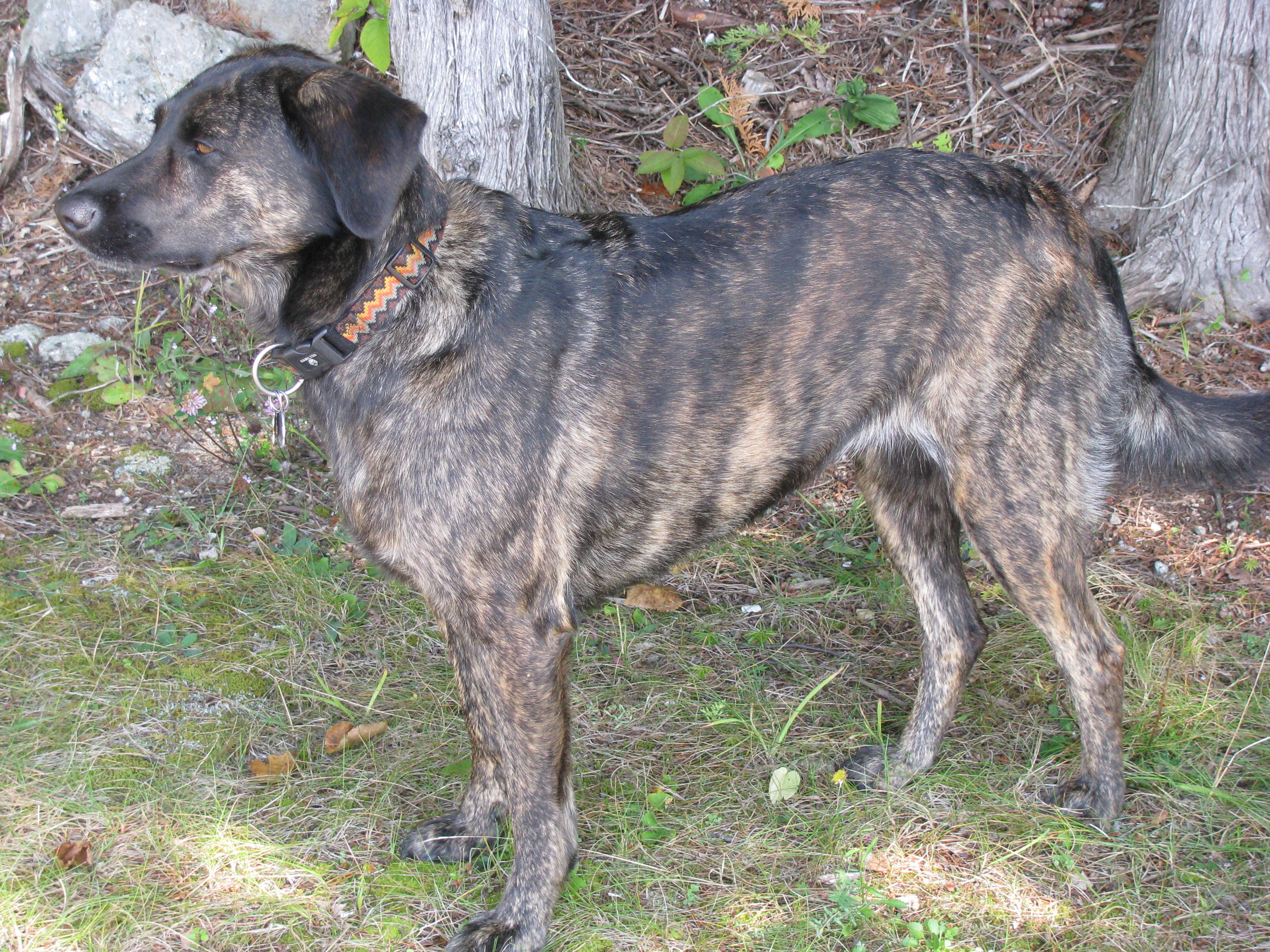 Tennessee Treeing Brindle wallpaper