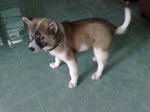 Thai Bangkaew Dog puppy