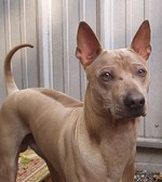 Thai Ridgeback dog face