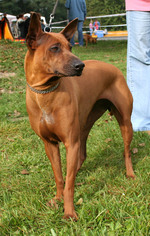 Thai Ridgeback on the show