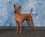 Thai Ridgeback portrait