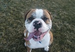 The funniest American Bulldog