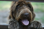 The funniest Wirehaired Pointing Griffon dog