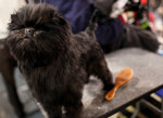 The most stylish Affenpinscher