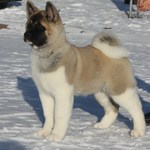 The nicest American Akita dog