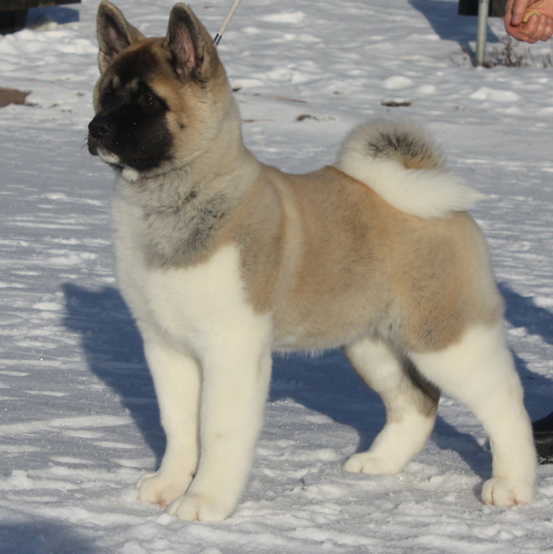 Akita Dog Puppies Images amp; Pictures  Becuo