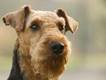 Thoughtful Airedale Terrier