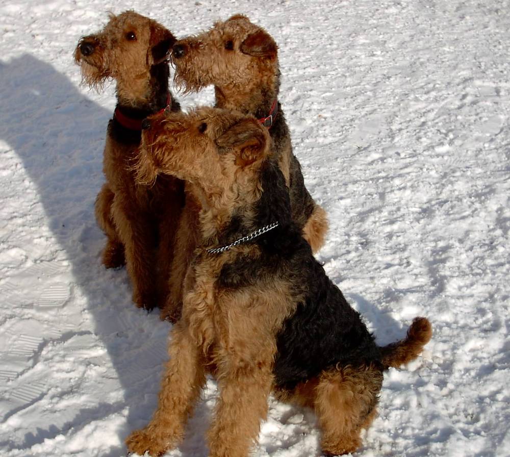 Three Airedale Terriers during the winter wallpaper