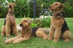 Three Airedale Terriers in the garden