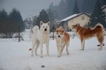 Three Akita Inu dogs in winter