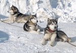 Three Alaskan Malamute in winter