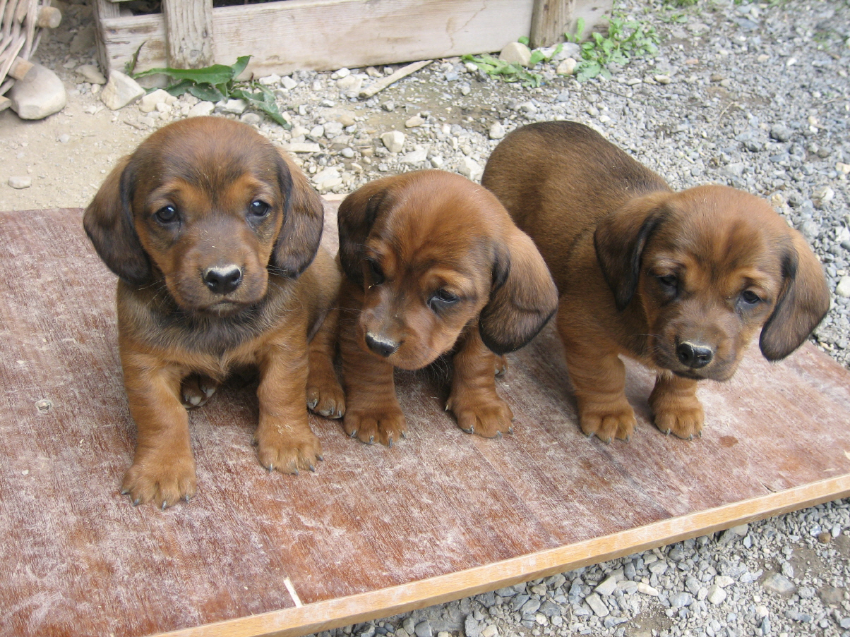 Три щенка альпийской таксообразной гончей фото