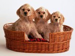 Three American Cocker Spaniel