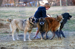 Three Armenian Gampr dogs