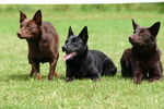 Three Australian Kelpie