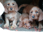 Three Fauve de Bretagne puppy