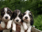 Three Basset Griffon Vendéen Grand puppies