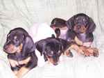 Three Black and Tan Coonhound puppies