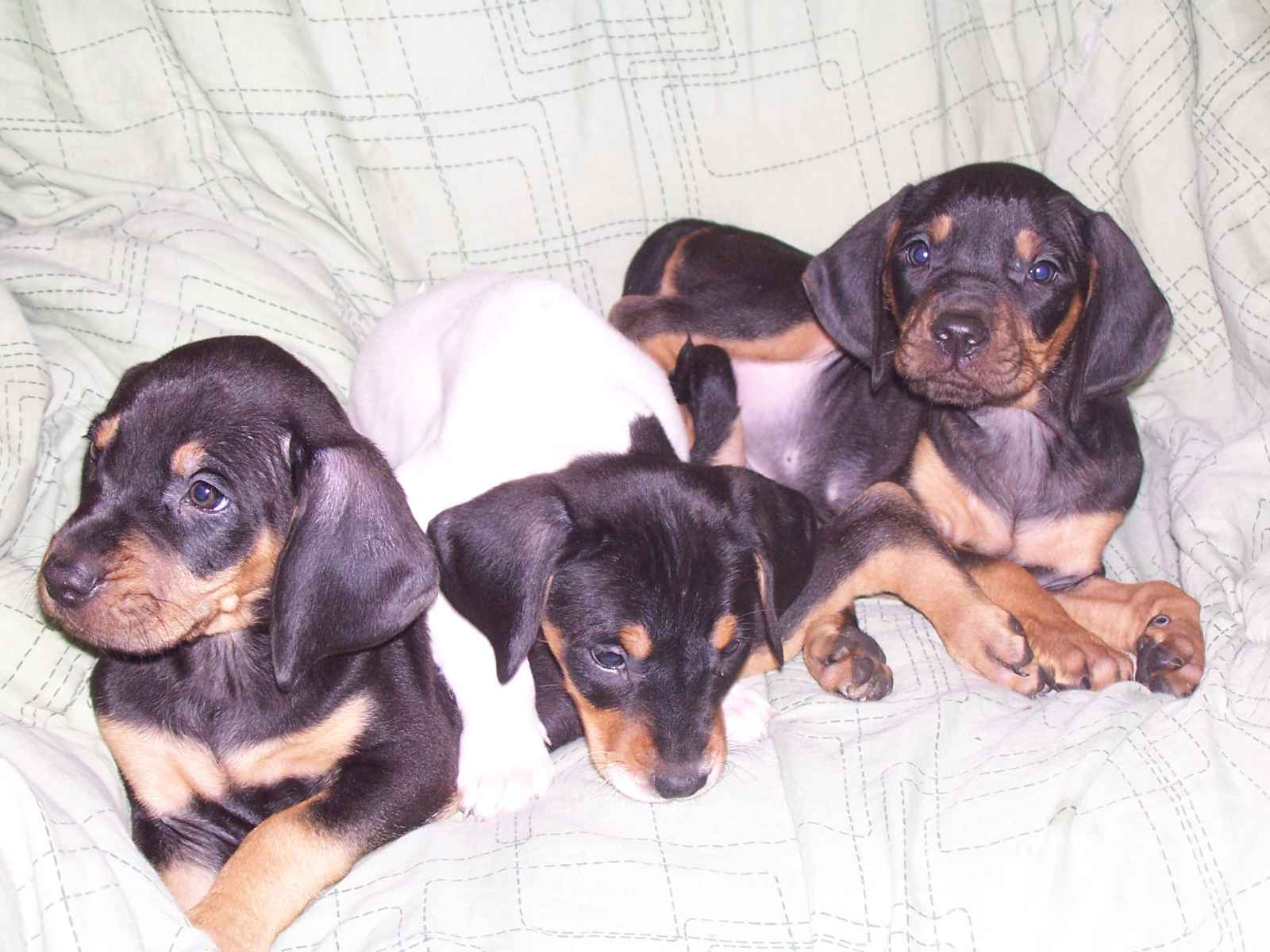 Three Black and Tan Coonhound puppies wallpaper