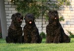 Three Black Russian Terrier dogs