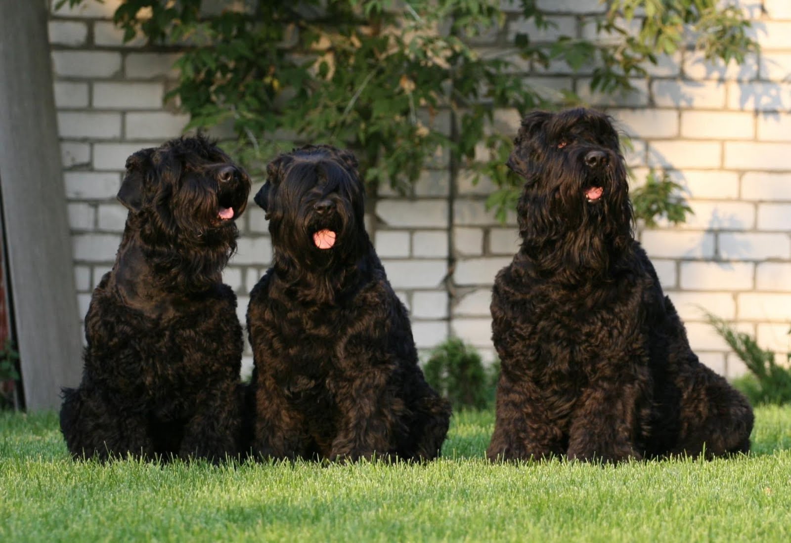 Three Black Russian Terrier dogs wallpaper