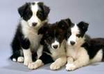 Three Border Collie dogs