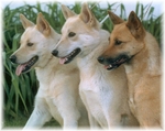 Three Canaan Dogs