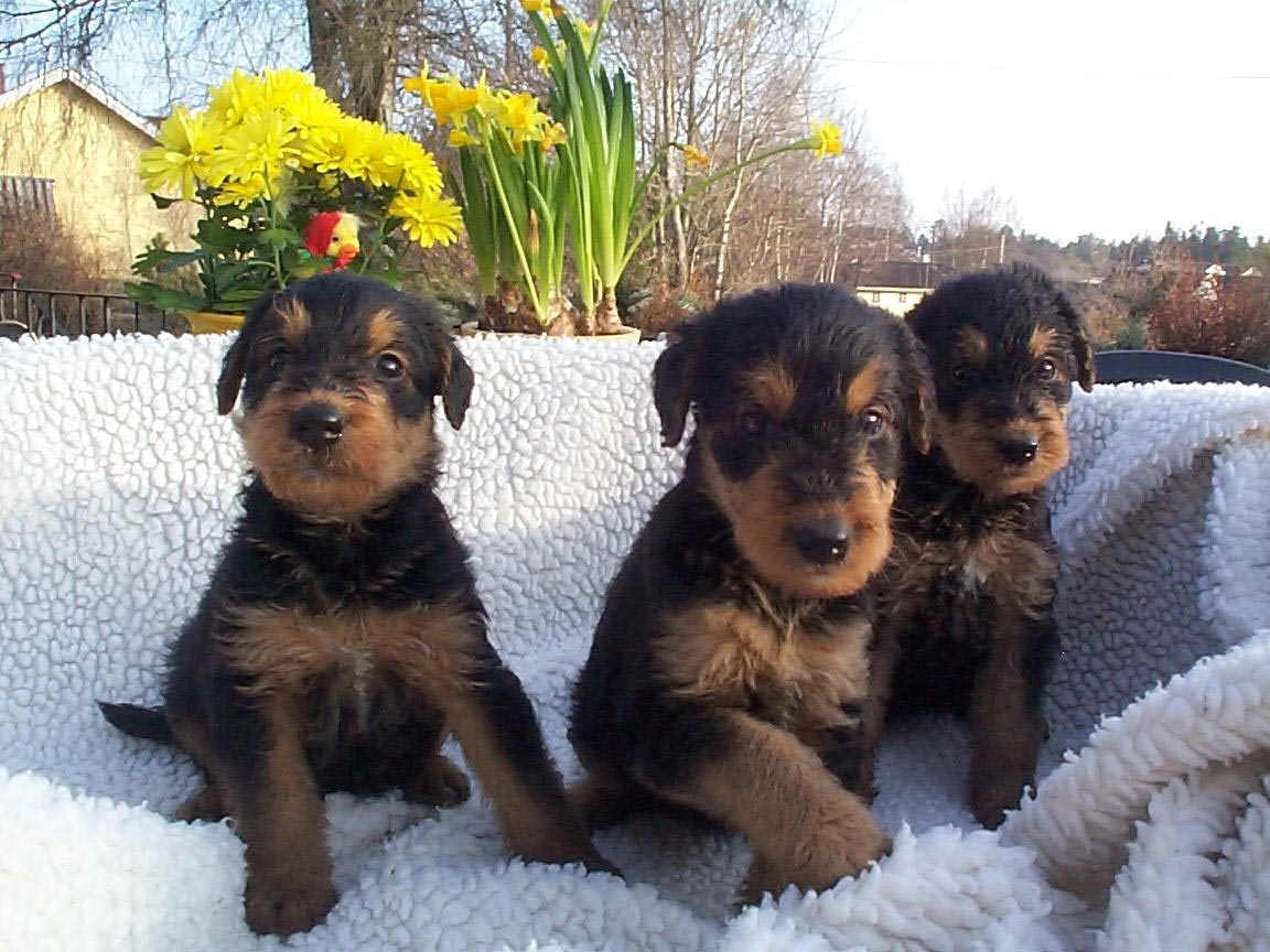 Three cute Airedale Terrier puppies wallpaper