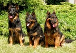 Three cute Bohemian Shepherd dogs