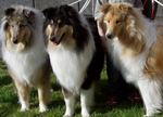 Three cute Collie Rough dogs