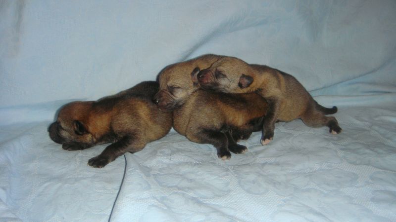 Три милых щенка чехословацкой волчьей собаки фото