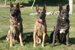 Three cute Dutch Shepherd Dogs