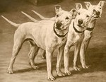 Three cute English White Terrier dogs