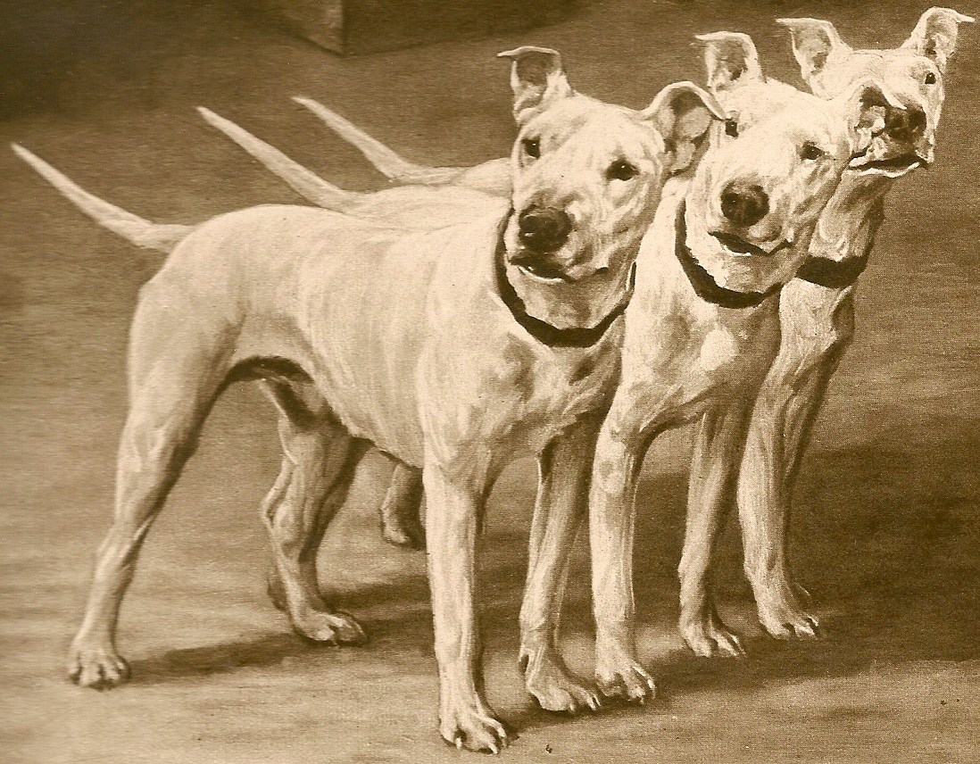 Three cute English White Terrier dogs wallpaper