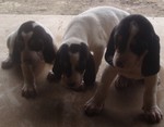 Three cute Gascon Saintongeois puppies