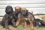 Three cute Hanover Hound puppies