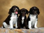 Три щенка английского спрингер-спаниеля