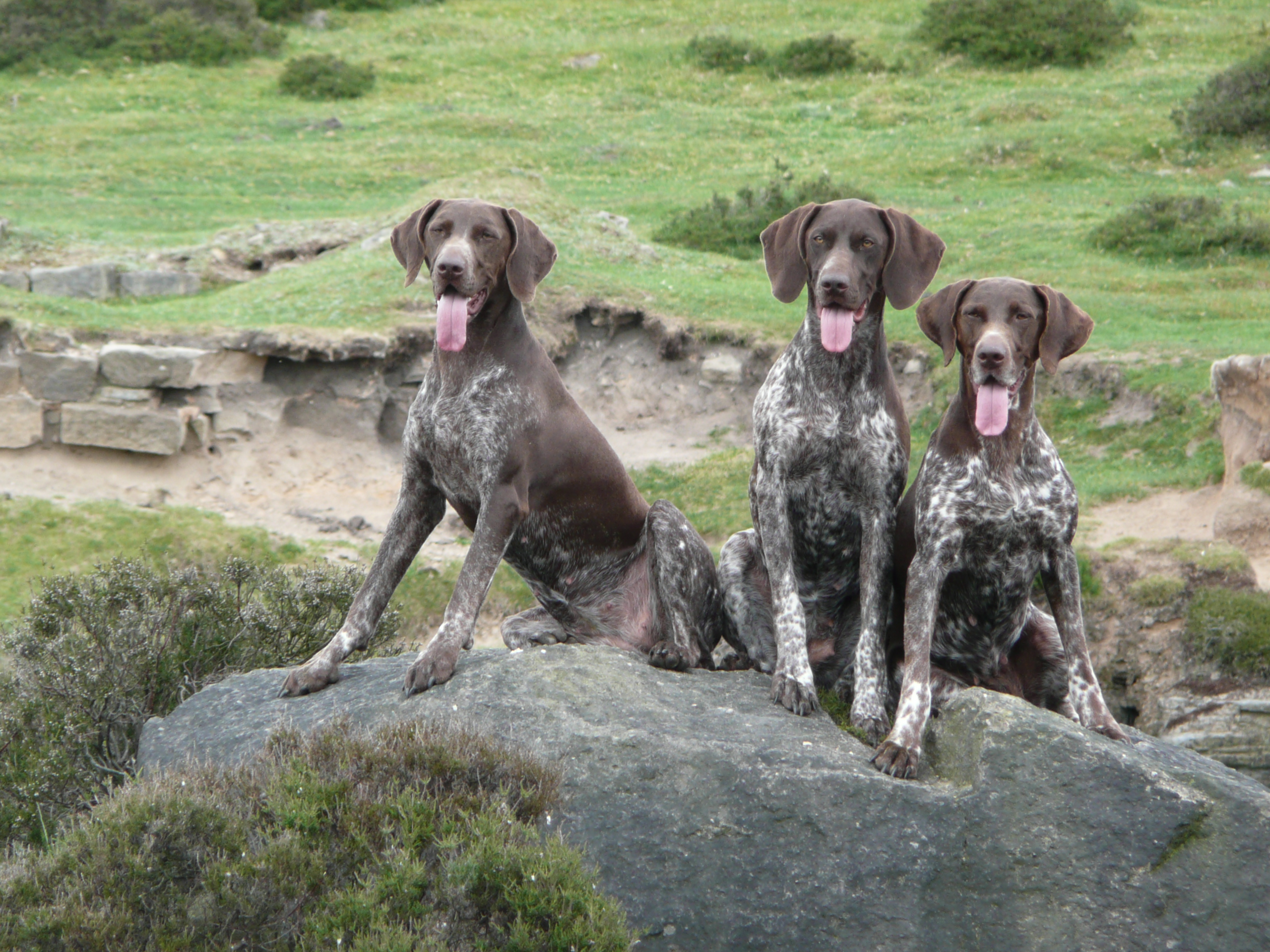 Cute seven German Shorthaired Pointer puppies ready to play