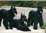 Three Giant Schnauzer dogs