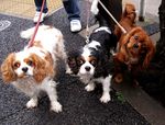 Three King Charles Spaniel dogs