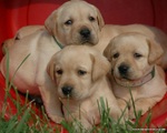 Three Labrador Retriever puppies