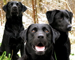 Three Labradors