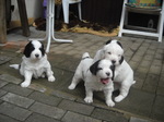 Three Landseer puppies