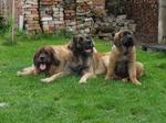 Three Leonberger dogs