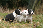 Three lovely Bull Terrier (Miniature) dogs