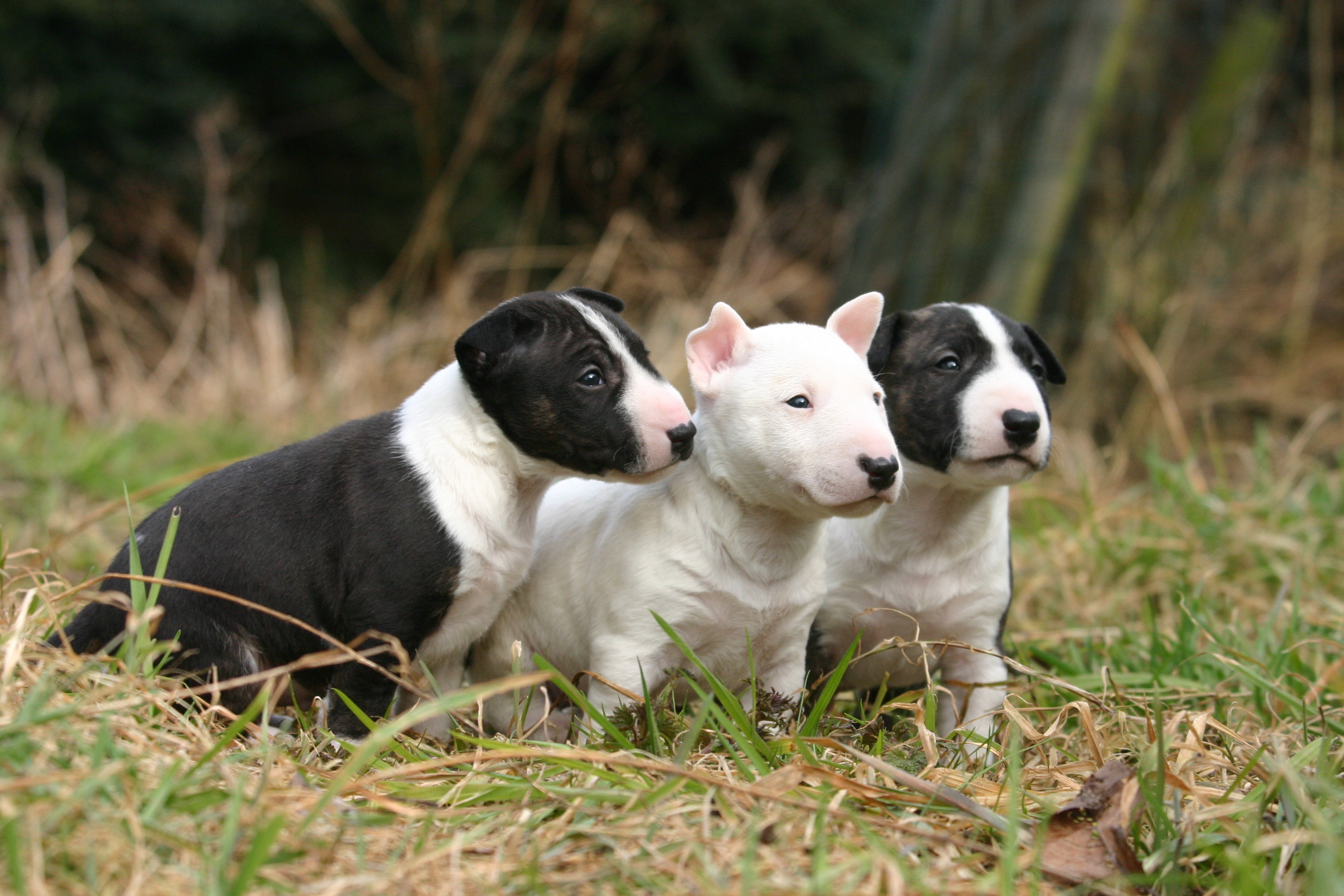 Three lovely Bull Terrier (Miniature) dogs wallpaper