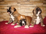 Three lovely Central Asian Shepherd dogs