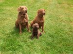 Three lovely Chesapeake Bay Retriever dogs